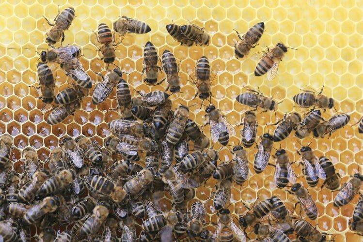 bees know how to delegate